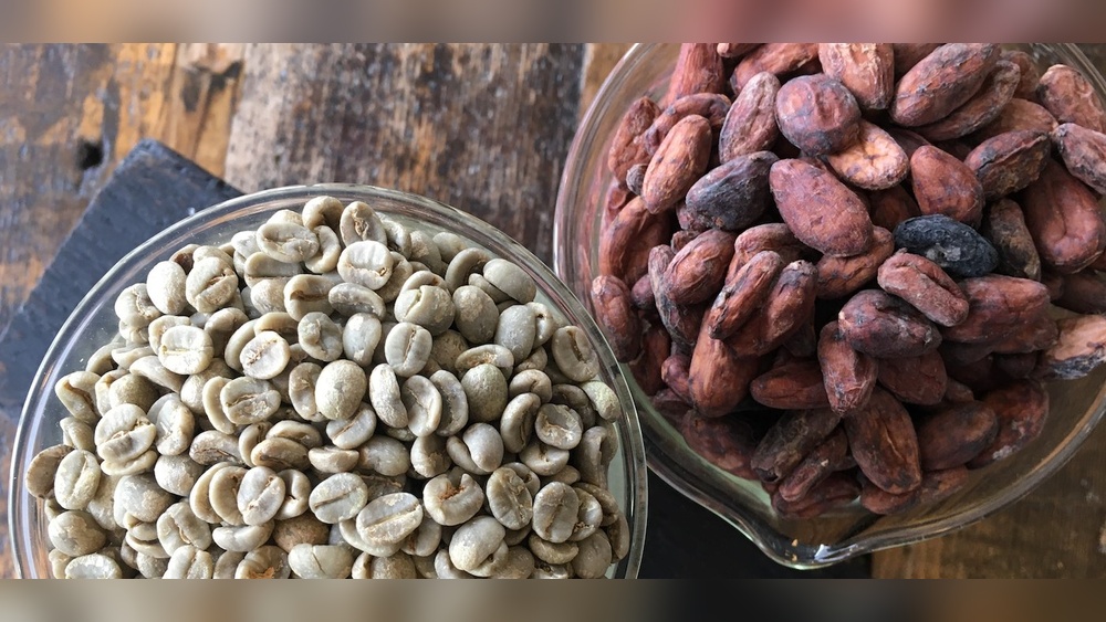 Are Coffee Beans And Cocoa Beans Related