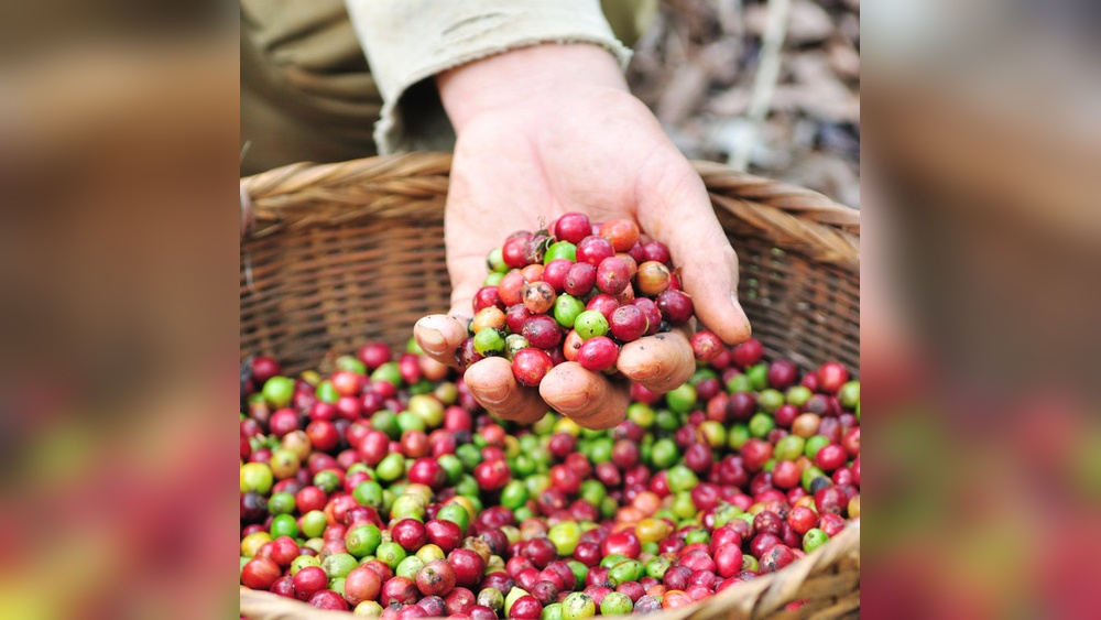 How are Coffee Beans Harvested